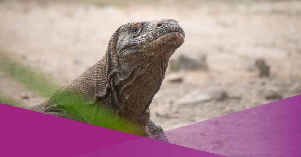 socialexpat-all-the-things-you-can-do-on-komodo-island-cover-02