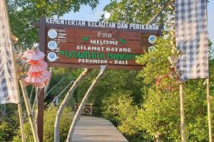 balis-5-non-beach-tourism-spots-perancak-mangrove