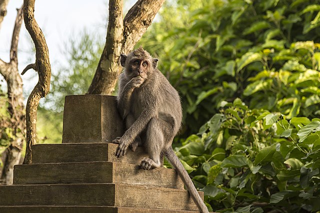 socialexpat must-visit beautiful sightseeing spots in bali uew aranas wikimedia commons