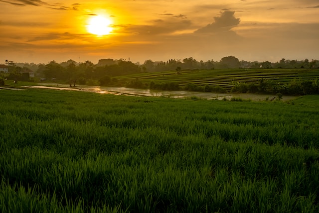 socialexpat-top-5-spots-with-stunning-sunsets-in-canggu-timur-kozmenko-unsplash