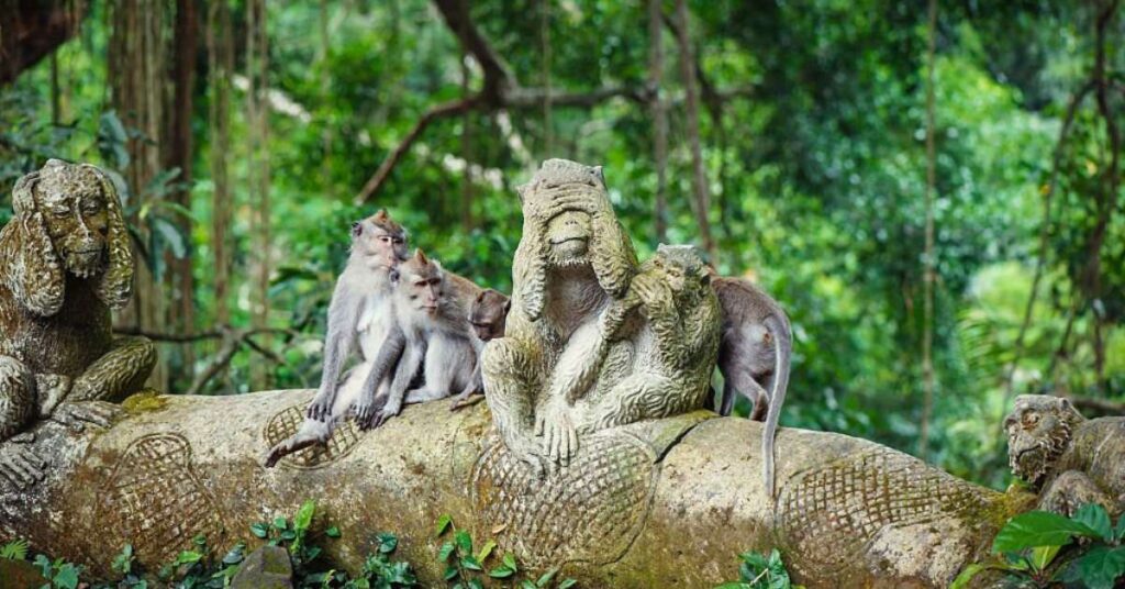 Monkey Forest