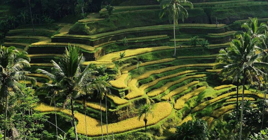 Tegallalang rice fields