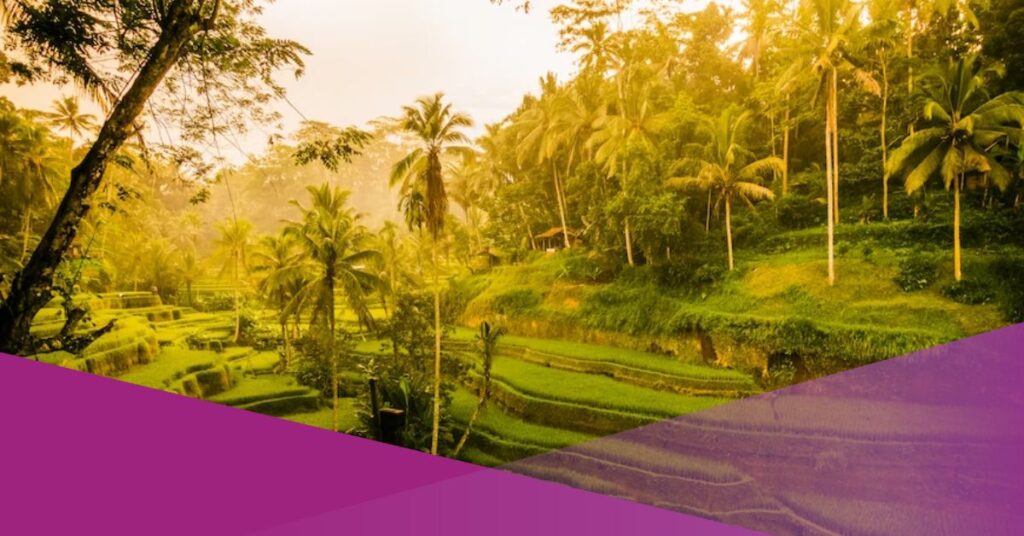 ricefield in ubud