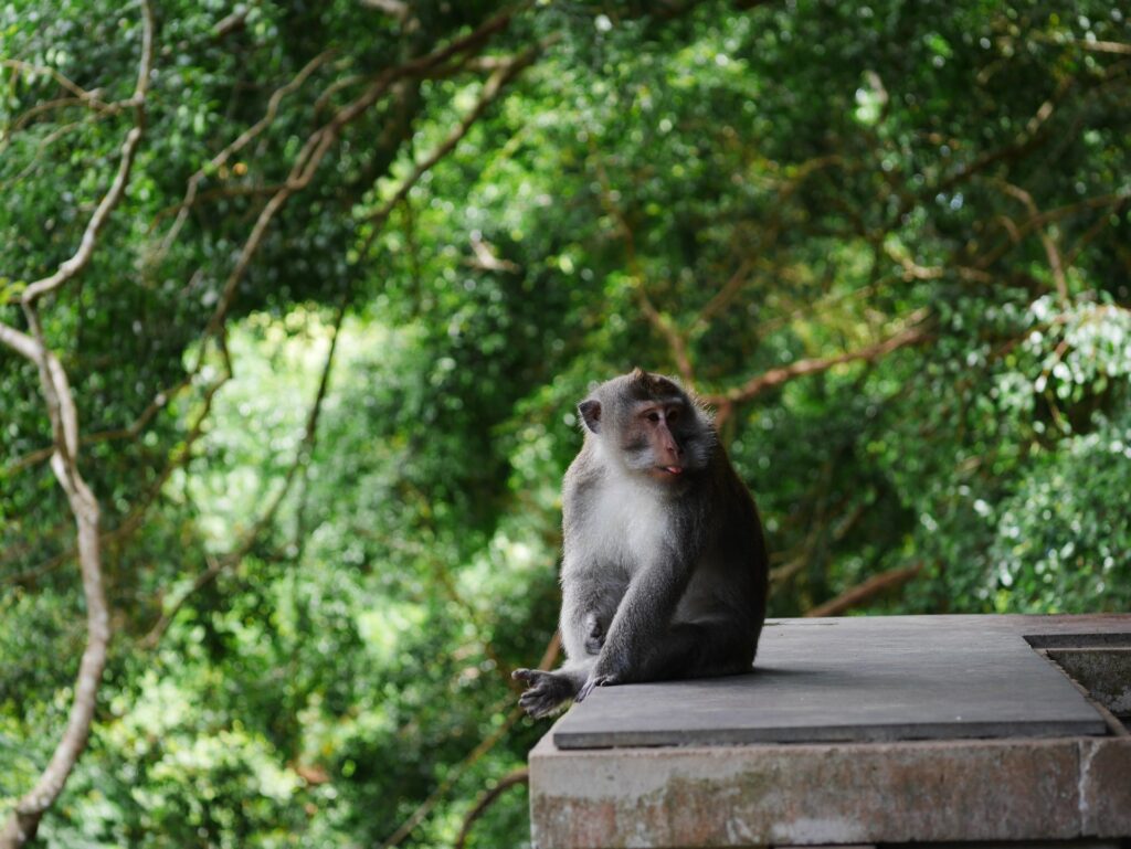 monkeys in ubud