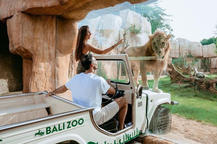 A couple interacts with a lion at Bali Zoo