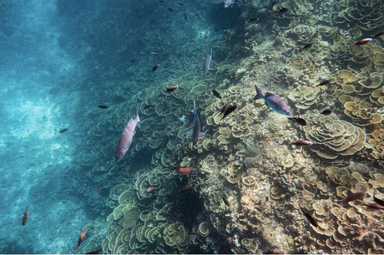 Pemuteran Village underwater world