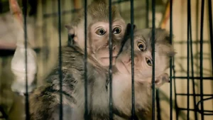 Global Investigation with BBC Uncovers Sadistic Monkey Torture Ring Based in Indonesia