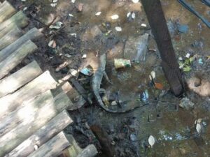 50 Cubic Metres of Trash Cover Jakarta’s Mangrove Forest
