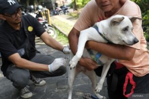 The Jakarta Provincial Health Service gave a rabies vaccine to a stray dog