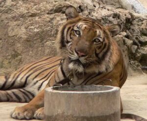 The Grim Reality of Wildlife Tourism in Bali: Animal Abuse for Tourist Amusement