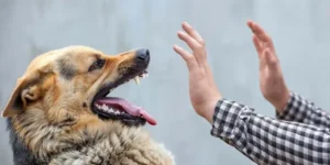 Foreign Travellers in Bali are Urged to Exercise Caution Around Stray Animals Amidst Rabies Concerns