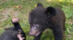 Taman Safari Bali Welcomes Rare Himalayan Bear Cubs: Meet Liu and Liam!