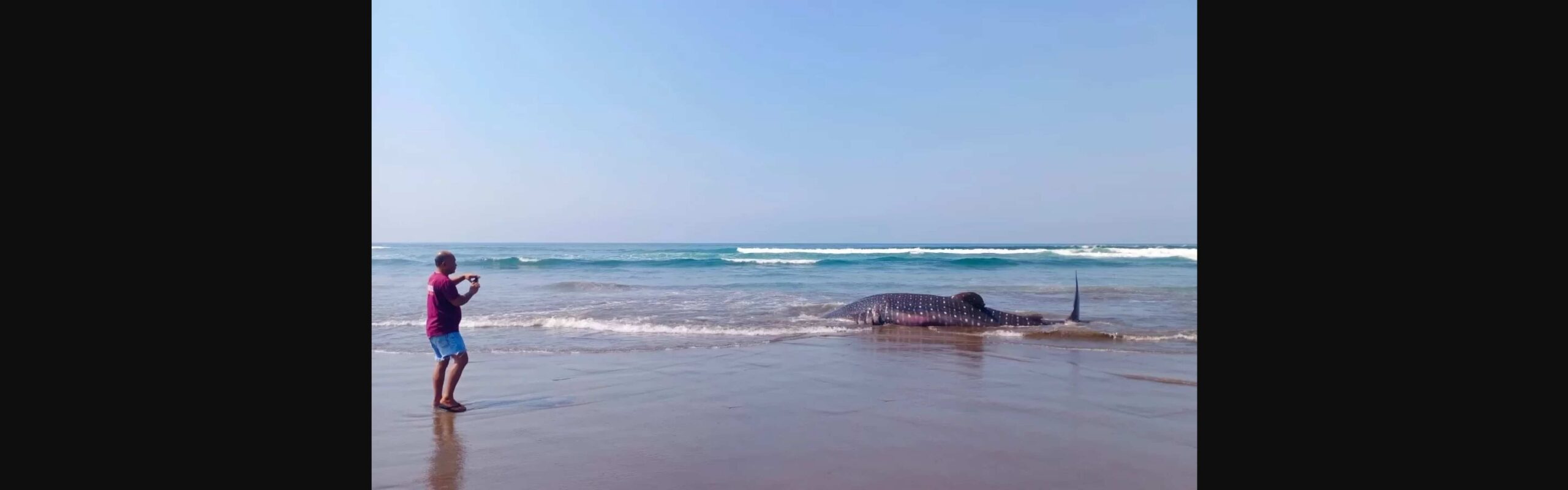 Whale Shark