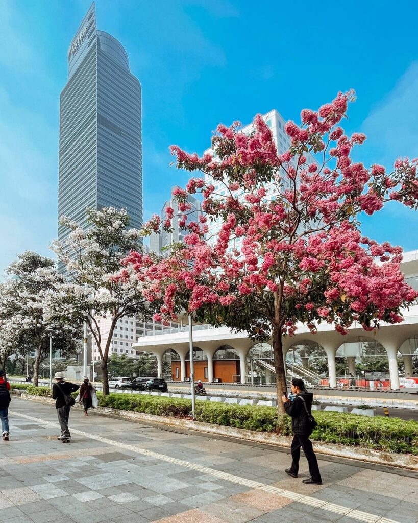 tabebuia flowers