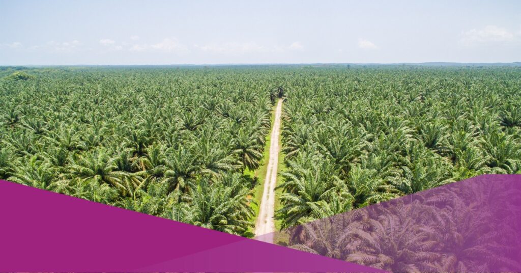 oil palm plantation