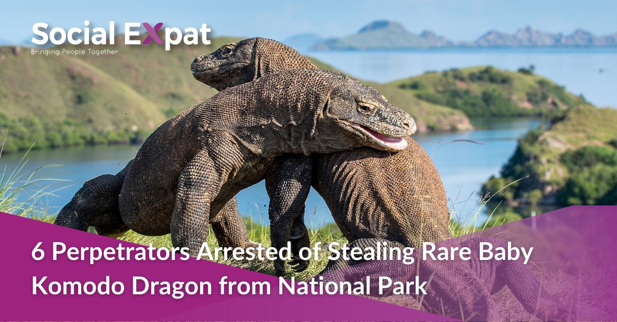 6 Perpetrators Arrested of Stealing Rare Baby Komodo Dragon from ...