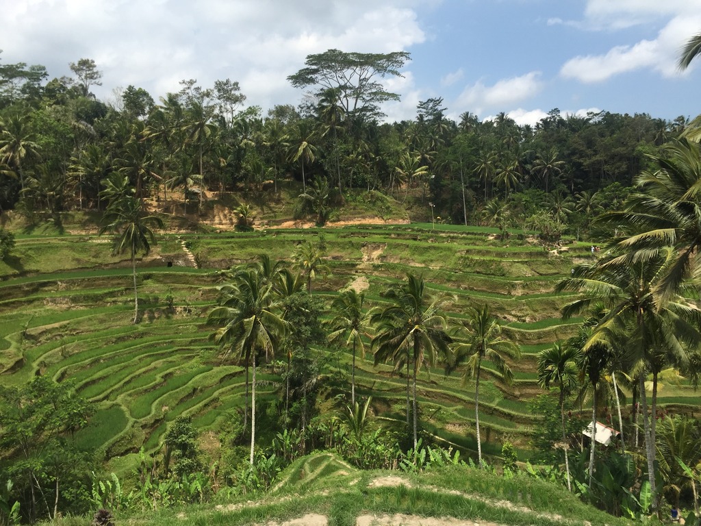 Rice Terraces of Tegallalang
