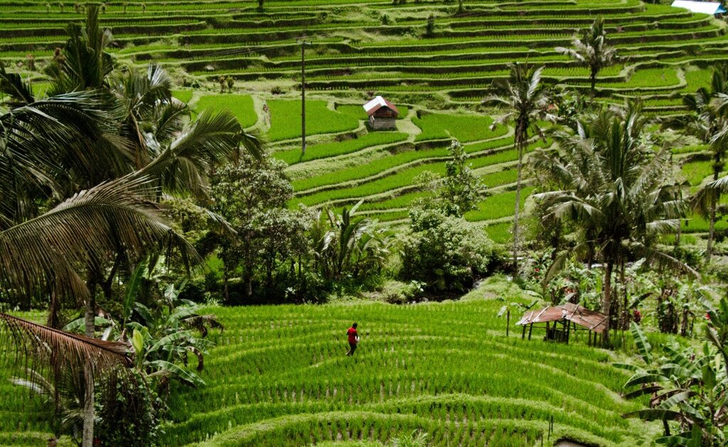 Jatiluwih Green Land
