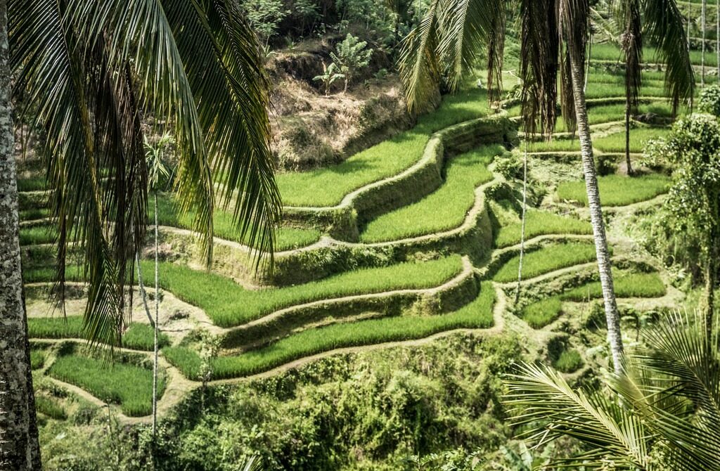 Tegallalang Rice Terrace