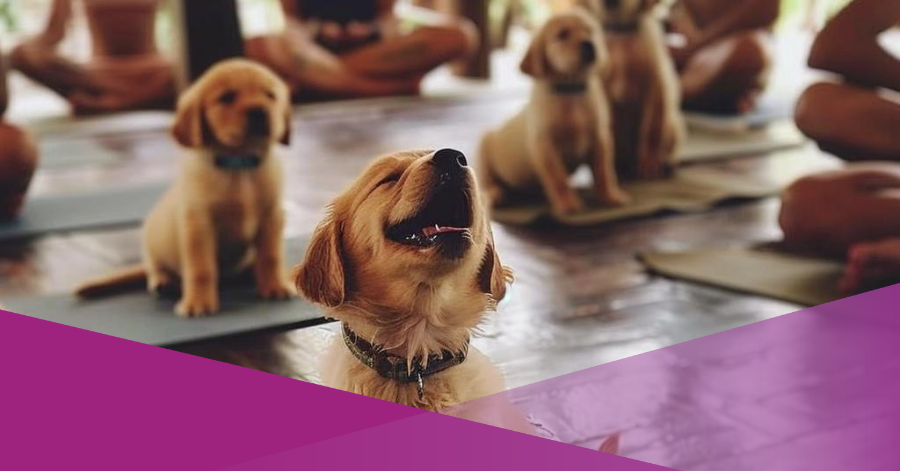 puppy yoga bali