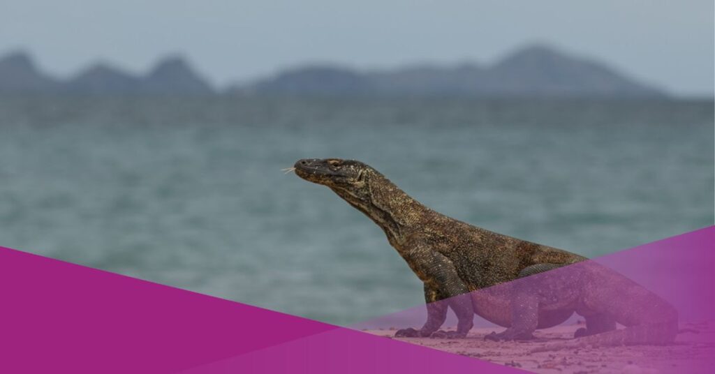 komodo island