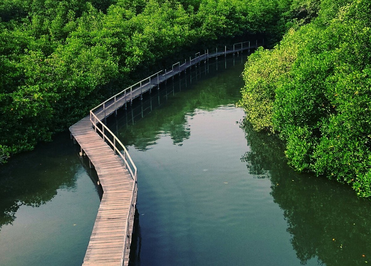 Mangrove Forest denpasar