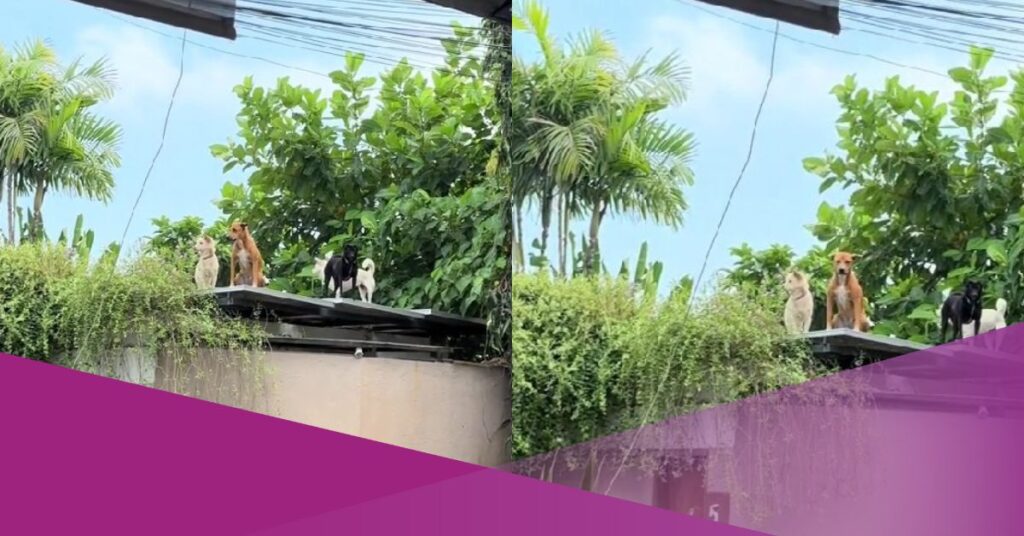 bali dog roof viral