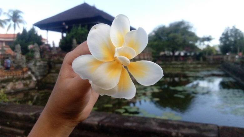 bali flower frangipani kamboja