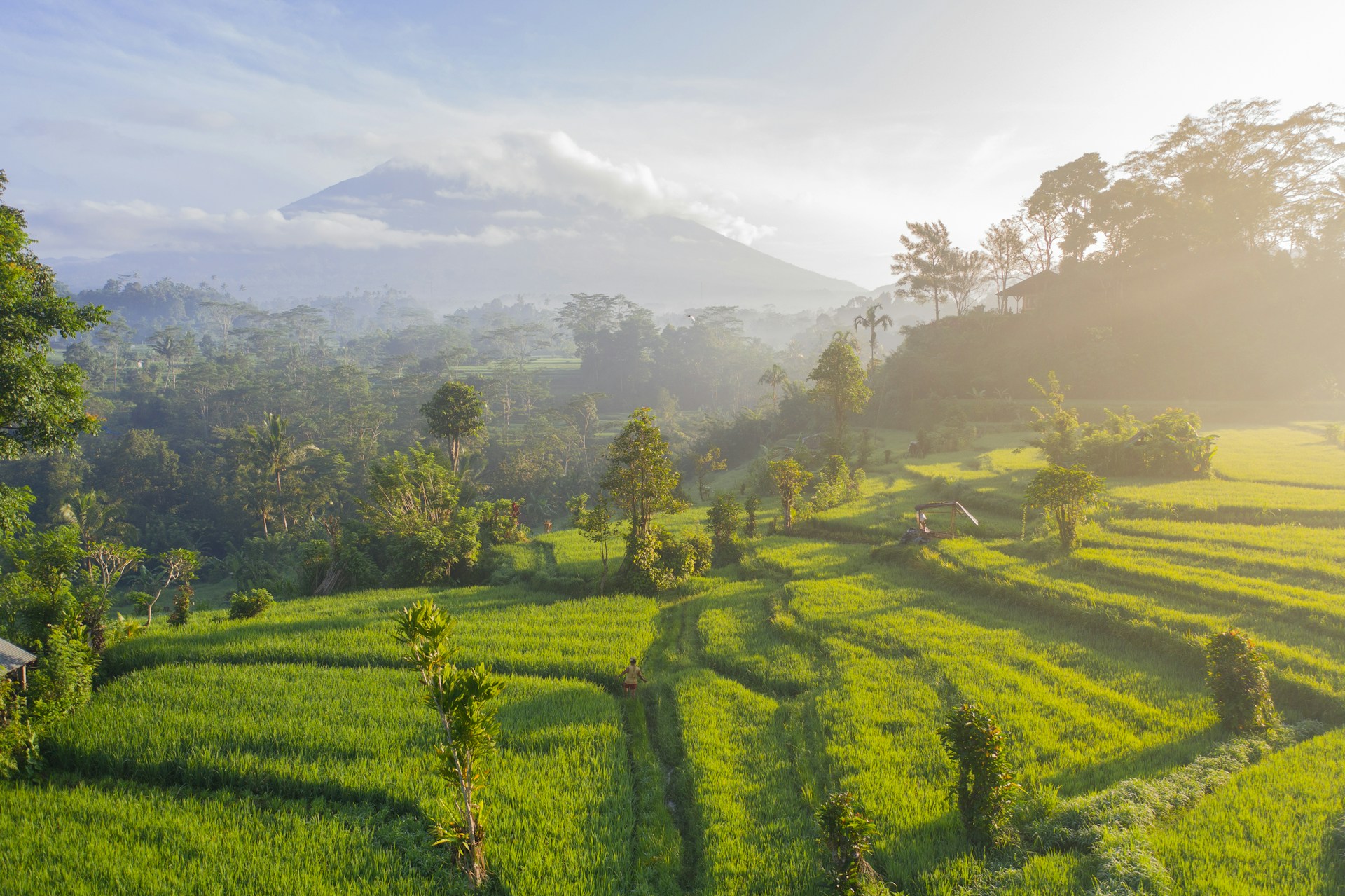 tegallalang rice terrace