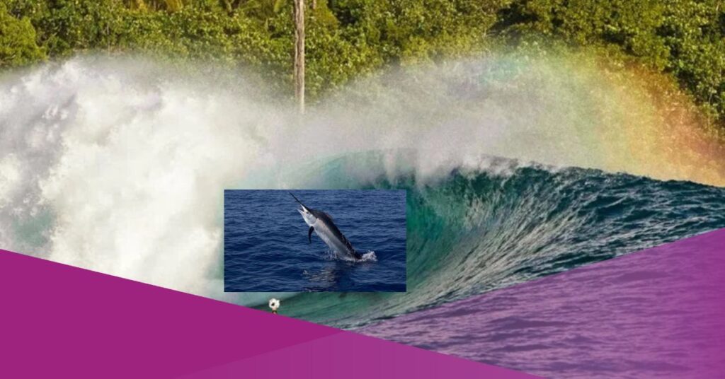 italian surfer dies swordfish mentawai