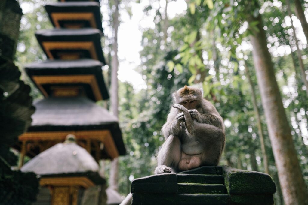 monkey forest ubud