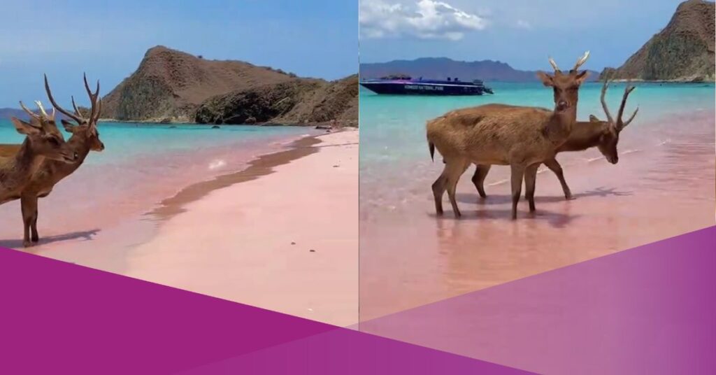 deer pink beach