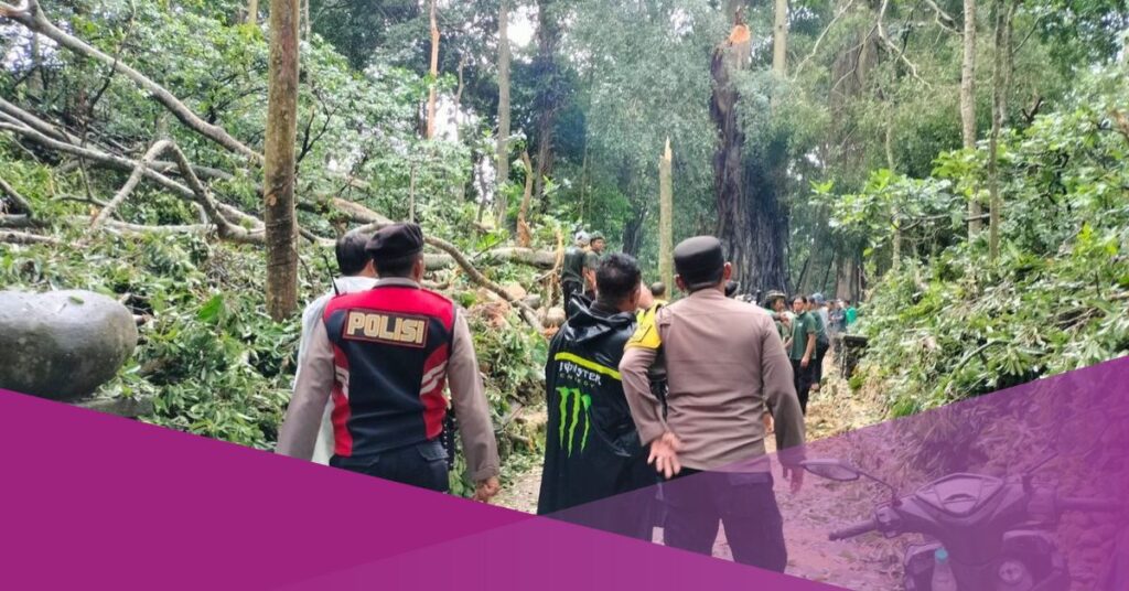 monkey forest ubud closed tree fallen