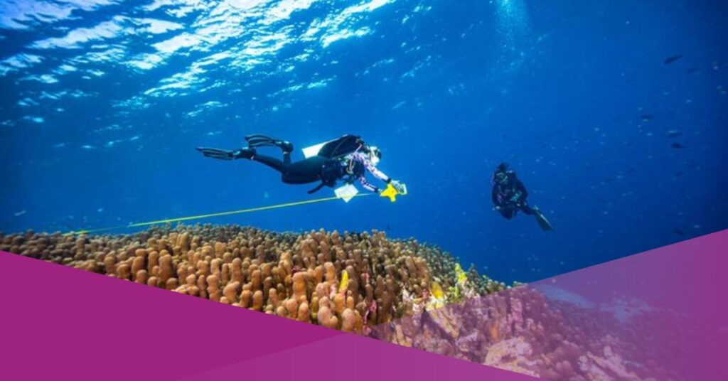 Giant Coral Colony Ocean Gardener