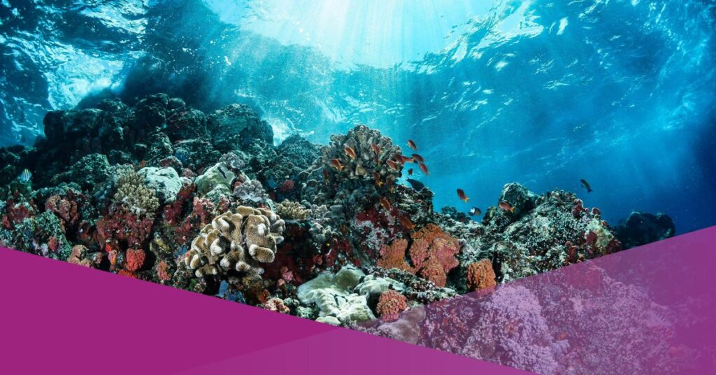 indonesia coral reef