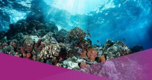 indonesia coral reef