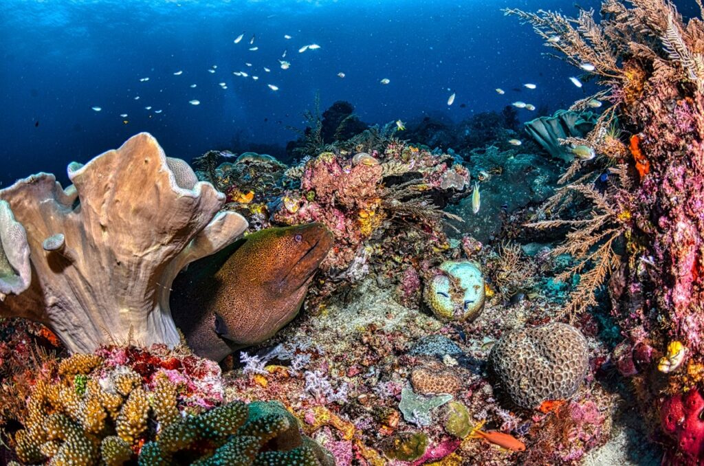 Raja ampat diving