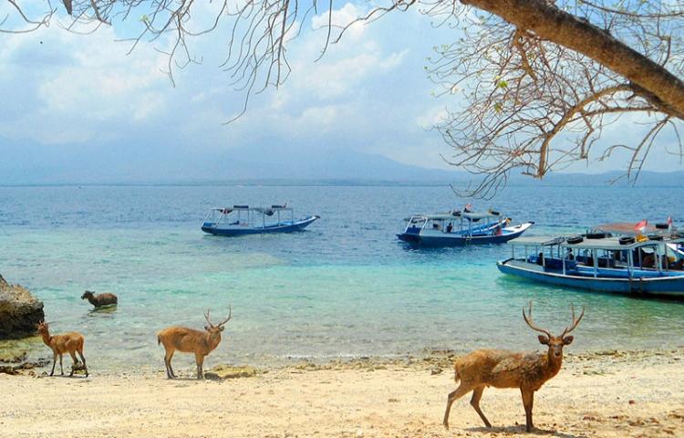 Tourists Spot Rare Sight: Deer Swimming in the Bali Strait Caught on Video