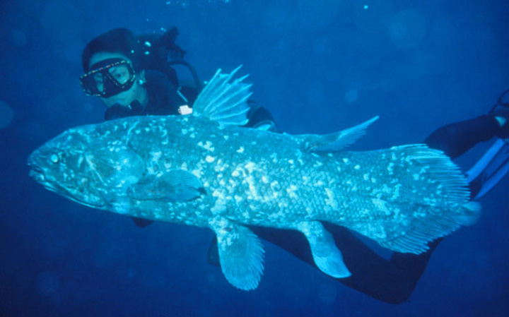 Coelacanths