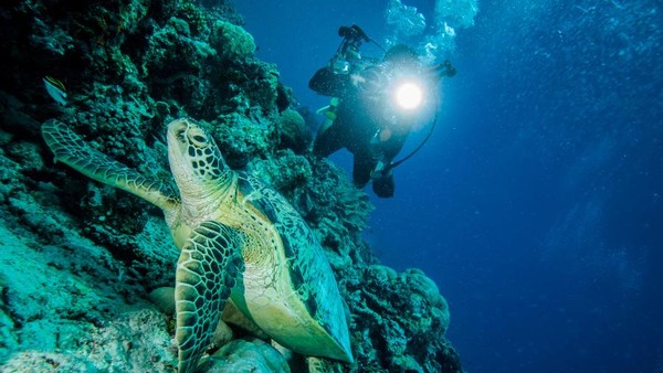 Turtle diving bali Indonesia