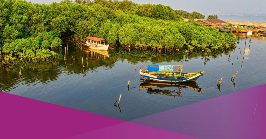 Giant Mangrove Wall in Jakarta