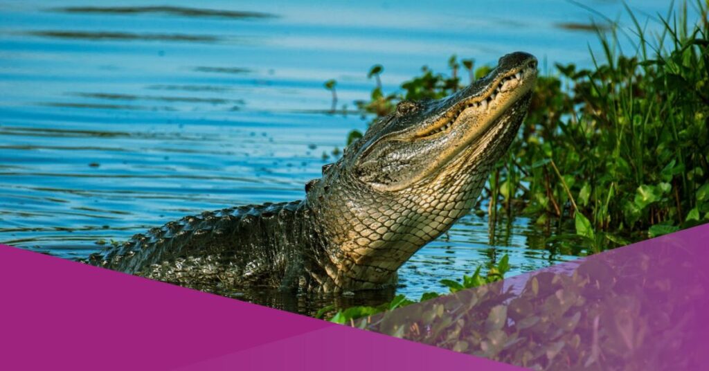 crocodile makassar indonesia