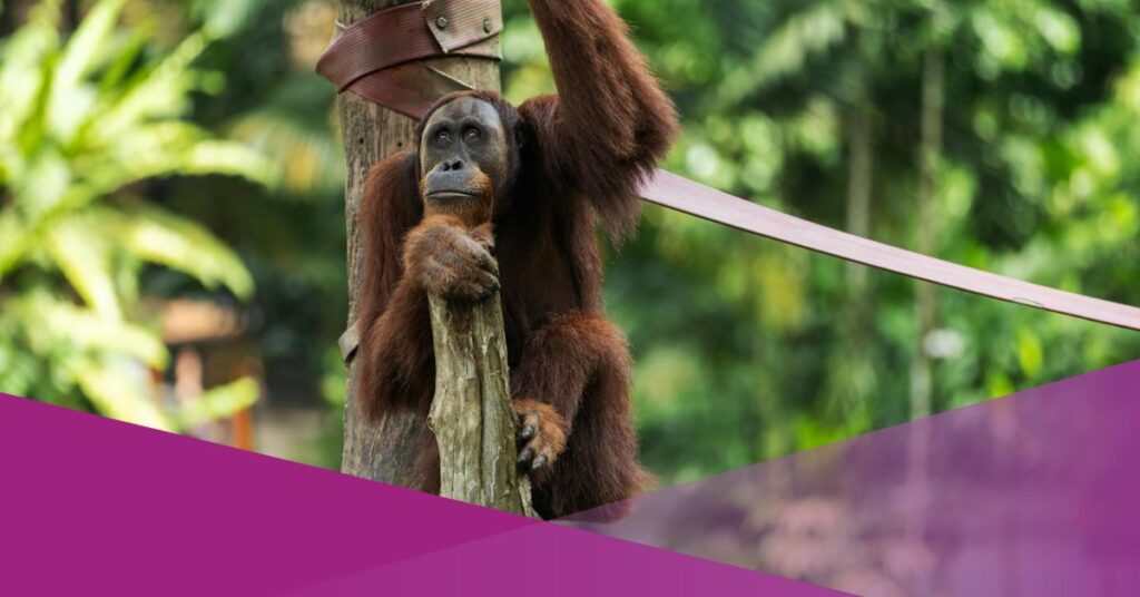 orangutan kalimantan indonesia