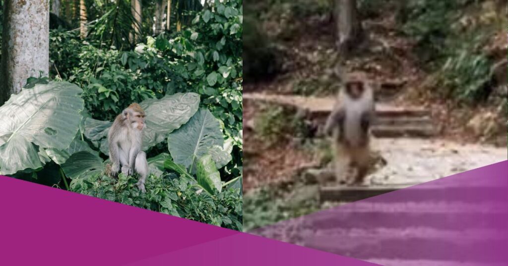 Macaque Running Like a Human