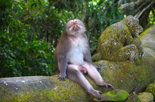 macaca ubud bali